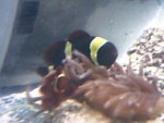 studlylilmouse