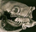 fishtongue
