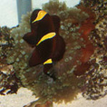 tigermike74