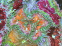 reef goddess