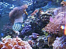 getinpora