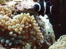 somethingfish85