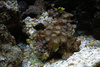 hannanReef
