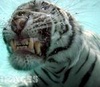 tigerlily