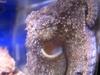 Reef Evolutions