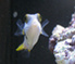 Oo:FishFace:oO