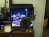 ReeferCatFish
