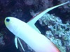 NeonGoby93