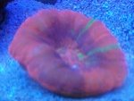 bluetang08