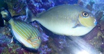 fishcrazy