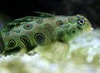 Dragonet