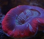 califjewls