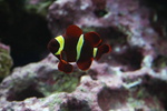 Dredfish