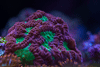 Reefer334