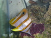 reef84