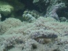 reeferguy
