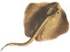 StingRayNet