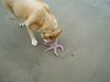horkn