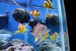 KY_Tanked