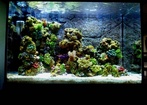 Fish76