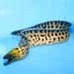 DONFISH2