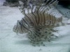 nickthelionfish