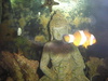 brentonius