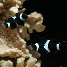 reeftrons
