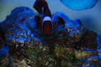 TonysReef