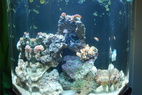 fish addict