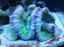 purpletang