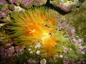 CoralReef2