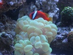 Puffer Chick