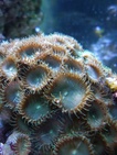 Wrasse Fan