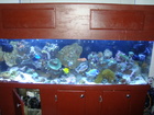 LVsuckerfish