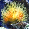 Reefnjunkie