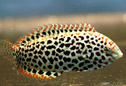wrinkledwrasse