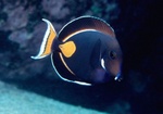 Newreef15