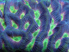 Reef Empire