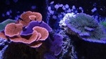 sharoleb