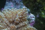 wigginsreef