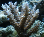 JayTropical