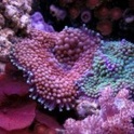 CoralCrazy