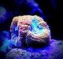 Reef2Keep