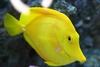 Billythefish