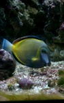 RoCkS.125.ReEF