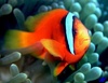Sean_Clownfish