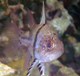 Reef'er madness