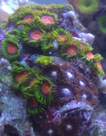 tripnbili