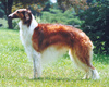 sgborzoi